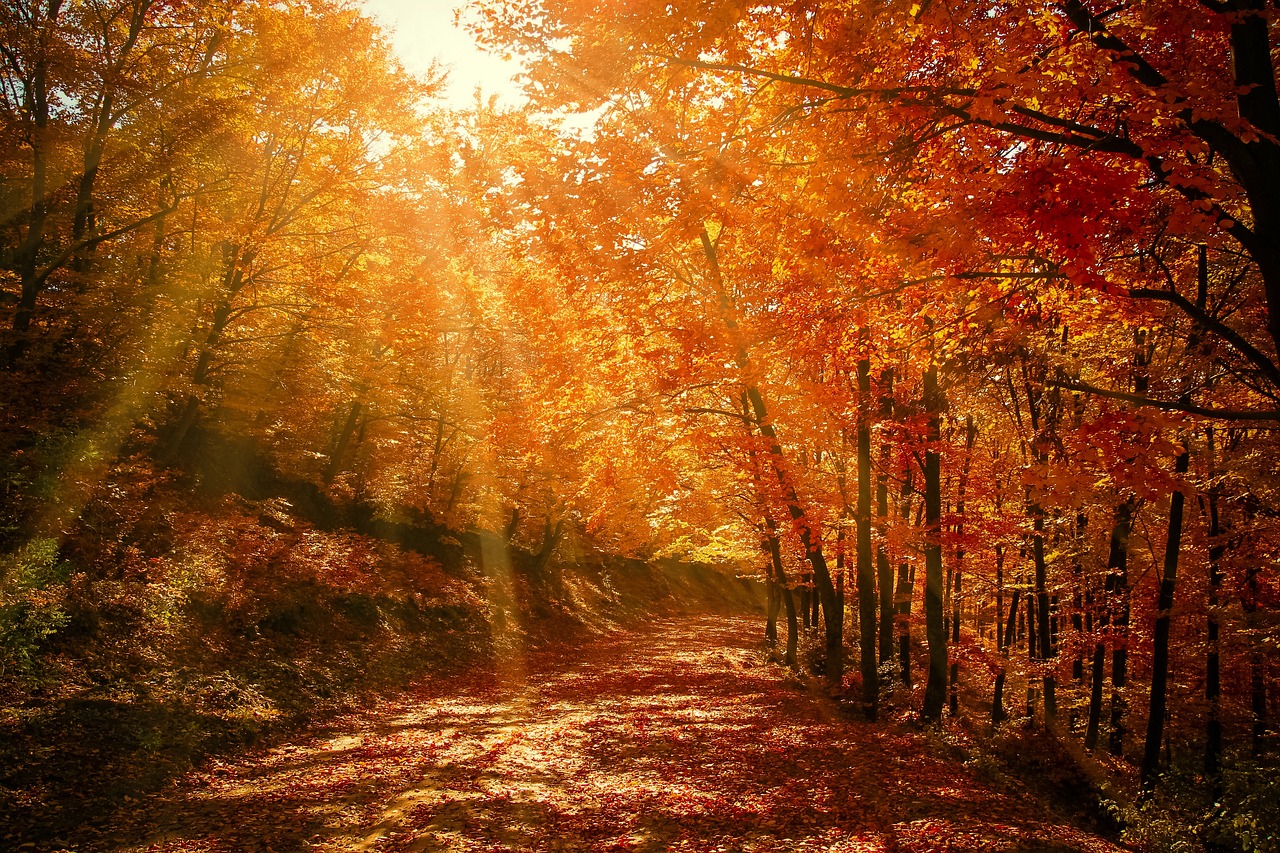 Jesień to najbardziej kolorowa pora roku. Zobacz jej piękno i zadbaj o przyrodę 